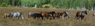 Colour V Ranch