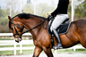 Kathleen Elliott Certified Equestrian Trainer & Horse Show Judge 