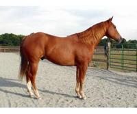 Roberson Quarter  Horses