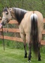 Crown Z Quarter Horses
