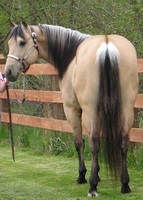 Crown Z Quarter Horses