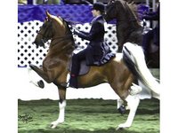 Mike Wessel Stables, LLC
