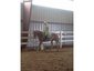 Tiny Torque Stables