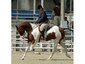 Phantasy Arabians