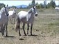 Weaselskin Equestrian Center