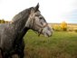 Top Rock Stables