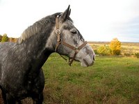 Top Rock Stables