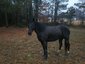 celluccisfarm llc