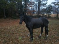 celluccisfarm llc
