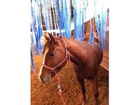 Callie Winds Stables
