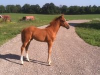 CLF Performance Horses LLC