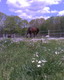 Hidden Fields Farm