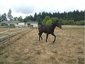 webbs racing stables