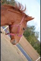 Double L Stables