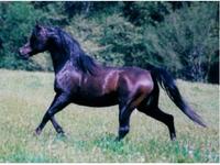 Seven Cedars Arabians