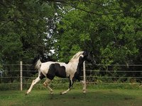 Millstone Stables