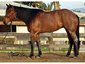 Equine Acquisitions