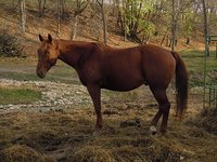 Litl Luck Ranch