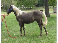 Horseshew Akers