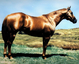 Coulthard Quarter Horses