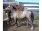 RPHorses