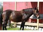 Whistle Stop Stables
