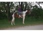 Helmuth Equine