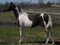Lucky 7 Horse Barn