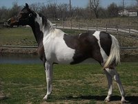 Lucky 7 Horse Barn
