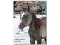 Aartila Arabians