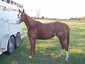 Lyday Performance Horses