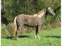 DREAM GAIT STABLES`