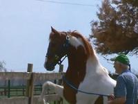 MJ Horses