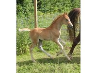 Captive Horizon Saddlebreds