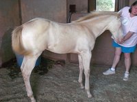 pjm stables