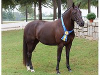High Valley Hanoverians