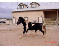 Dripping Springs Ranch