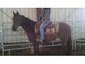 equine fx