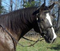 Carolina Sport Horses