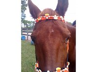Otter Road Stable
