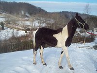 E&K Racking Horses