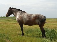 Kelch Ranch