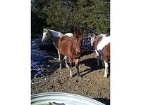 SSMULES
