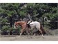 AW Performance Horses