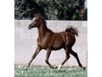 Platinum Performance Horses
