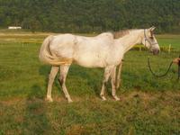 stoney point stable