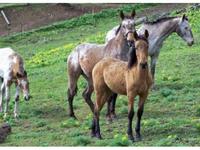 Golden Eagle Ranch