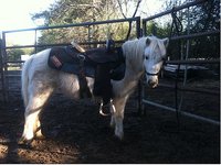 Enos Horse Training
