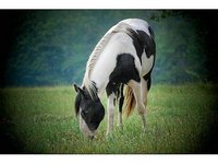 Cedar Ridge Farms