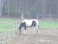 black mountain stables